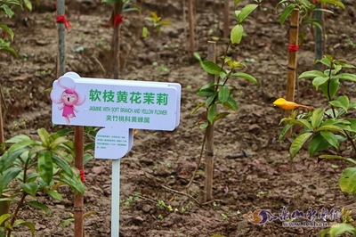 只闻花香 世界茉莉博览园明年3月底建成